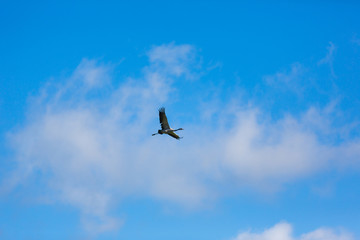 The crane in blue sky