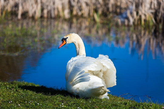 Swan on the shore