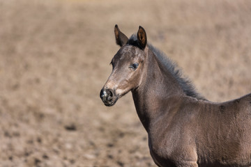 Cheerful young foal on the meadow