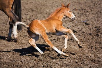 Cheerful young foal on the meadow