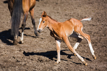 Cheerful young foal on the meadow