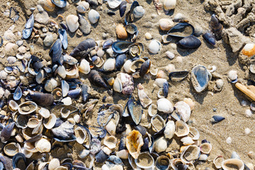 Shells on the beach in summer