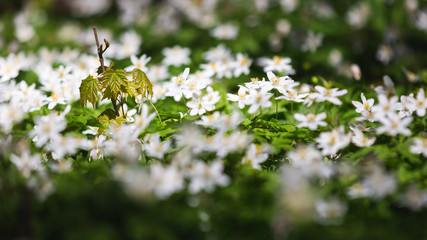 The wildflowers close up