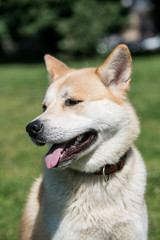 Close-up of akita inu dog.Selective focus