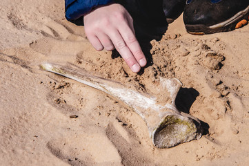 the excavations of bones in the sand