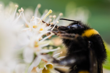 Close up of side profile of bumblebee taking nectar from a white flower