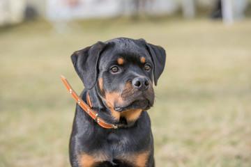 Head shot of Rottweiler