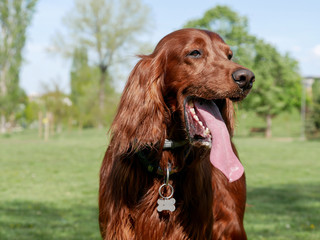 Portrait of Irish setter