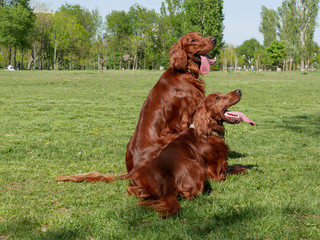 Portrait of Irish setter dogs