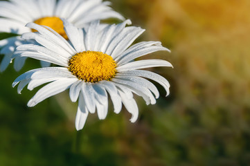 Fototapeta premium background with flower white large Daisy with place for your text horizontal