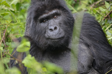 Berggorilla im Bwindi-Nationalpark in Uganda, Afrika