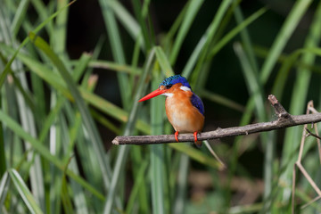 Obraz premium Malachit-Eisvogel (Corythornis cristatus) am Lake Mburo in Uganda, Afrika
