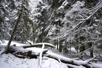 Waldreservat Wynau Kanton Bern