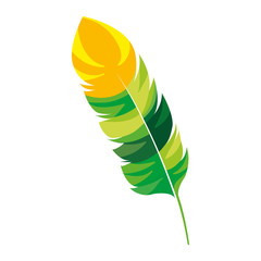 beauty and exotic feather vector illustration design