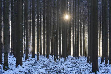 Frostiger Fichtenforst