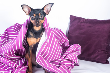 Sleepy puppy in bed wrapped in blanket. The concept of "good morning". Puppy in bed in the morning. Toy Terrier
