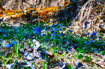 flowers snowdrops in the meadow.blurred background
