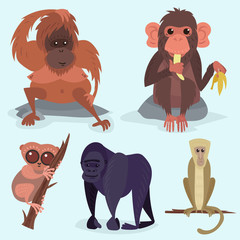 Different breads monkey character animal wild zoo ape chimpanzee vector illustration. © Vectorwonderland