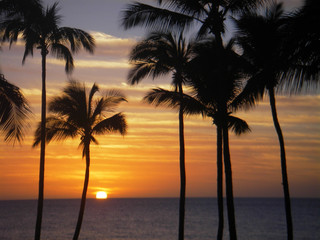 Fototapeta na wymiar Hawaii Sunset and Coconut Palms