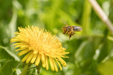bienen