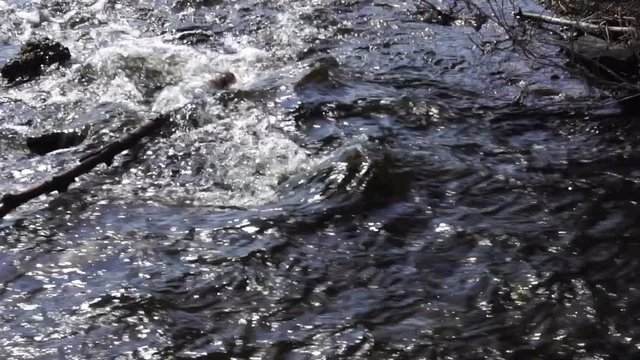 A forest stream with dark water. Slow motion