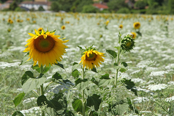 Jachère de tournesols et achillée blanche © hcast