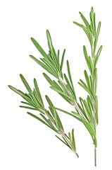 Fresh rosemary twigs on a white background, closeup