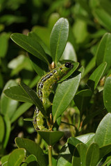 Chenille de la pyrale du buis