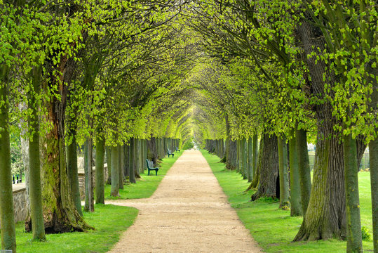 Park mit Lindenallee im Fr&uuml;hling, erstes frisches gr&uuml;nes Laub