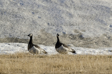 Bernache nonnette, Branta leucopsis, Barnacle Goose, Norvège, Spitzberg, Svalbard