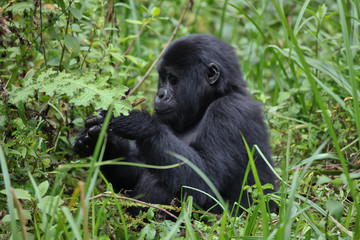 Junger Berggorilla im Bwindi Nationalpark in Uganda, Afrika