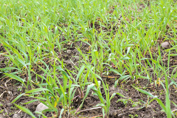 Wheat germs in spring