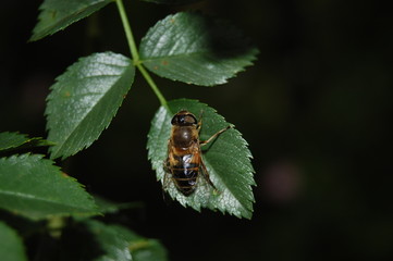 Abeja posada sobre una hoja verde