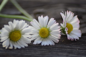 Obraz premium Daisy on wooden background 
