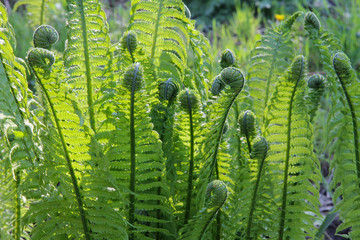 Young green fern in the spring garden