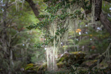 Fototapeta premium Patagonia's trees covered with moss and lichen, Tierra del Fuego
