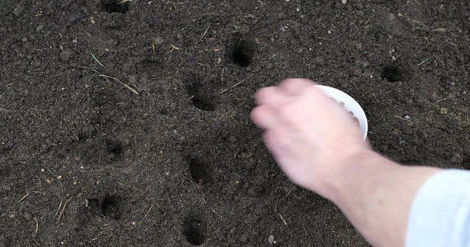 Male hand planting green bean seeds directly in to earth soil 
