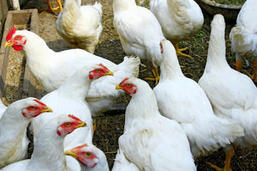 Hens in the poultry-yard