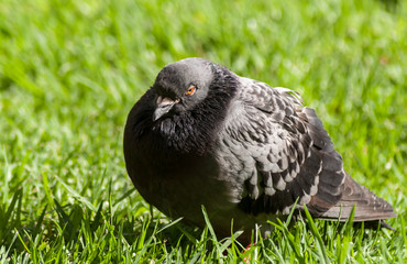Shooting pigeons in the park.