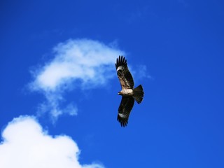 大空を舞うトンビ