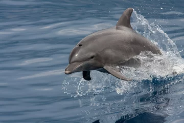 Poster Im Rahmen Delfin springt aus dem Wasser © bphall