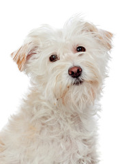 Beautiful white dog looking at camera