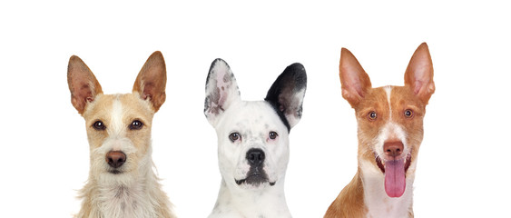 Fototapeta na wymiar Differents dogs looking at camera with its big ears up