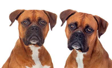 Fototapeta premium Two dogs of the same breed looking at camera