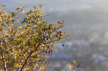 Куст с красными ягодами на горе Машук на фоне перспективы города Пятигорск. Россия.