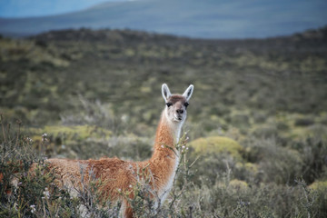 Single guanaco on highway with Patagonia mountains in the background