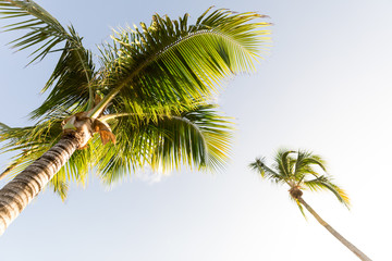 Fototapeta na wymiar Palms in sun