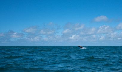 Gray whale breaching out of the water