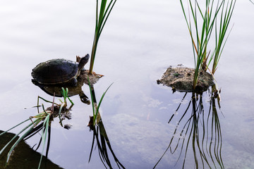 Turtles and water