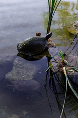 Turtle on rock
